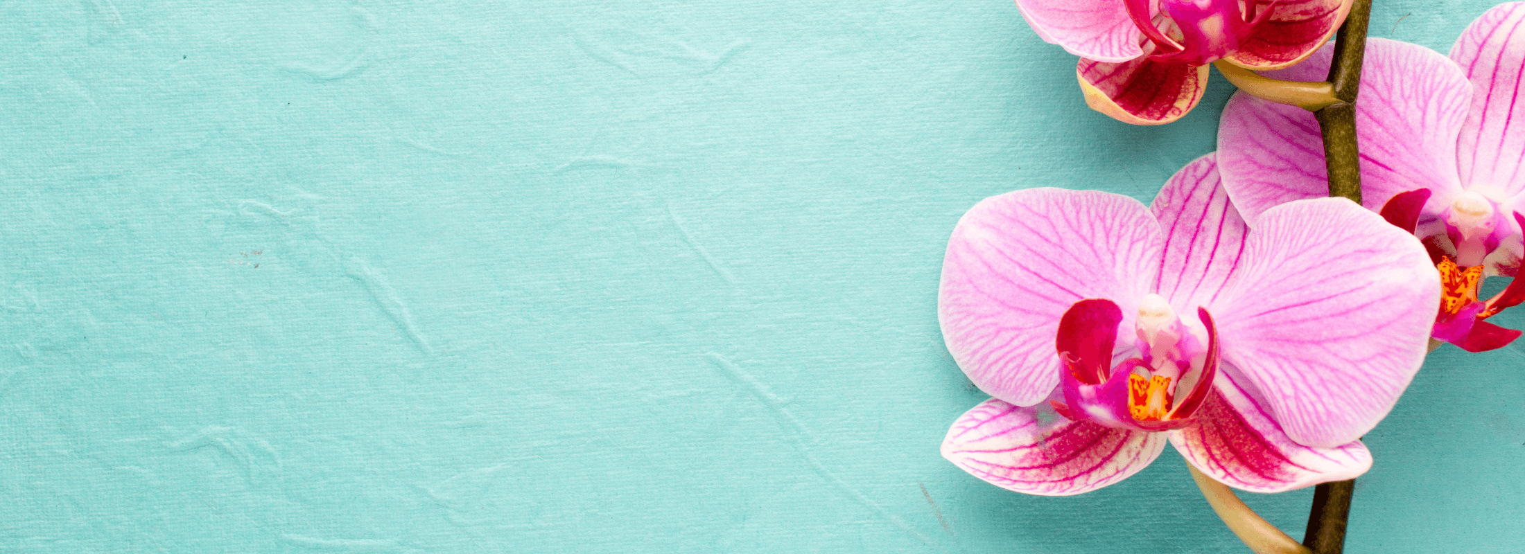 North Shore Orchid Society - Heart of the Bays